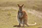 Sightings of mystery wallaby on the loose on Norfolk-Suffolk border