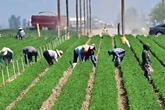 Trump admits his anti-immigration agenda hurts farmers and hotels