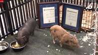 ‘Travis’ and ‘Taylor’ the Christmas pigs are pardoned