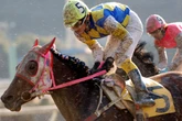 Horse famed for losing every race and wearing a Hello Kitty mask dies