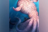 New fossil discoveries suggest existence of giant ‘kraken’ octopuses
