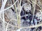 Cheetah cubs in India reintroduction project plagued by a new problem