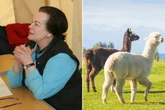 Animal enthusiasts in court over £1.9m will of llama-loving pensioner