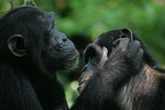 The truth about chimps and empathy – and what it says about humans