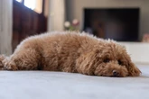 Dog owner alleges part of pet’s tongue was clipped off at groomers