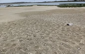 Generation of California seabirds wiped out by drone