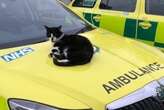 Rescue cat, named Defib, faces ‘cruel’ eviction from ambulance station