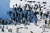 Penguins and fur seals face extinction in devastating climate update