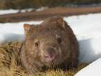 Wombat-snatching US influencer at risk of losing Australian visa