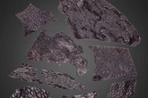 Study describes oldest known evidence of fossilised skin