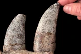 New dinosaur species may be closest known relative of T. rex, study suggests