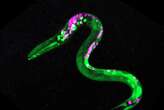 Worms get the munchies after having cannabis-like substance