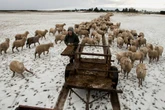 Stats show New Zealand has more sheep than people. That could change