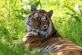 Tiger trainer linked to Joe Exotic killed at Oklahoma preserve