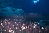 Animals at the bottom of ocean that challenge understanding of life
