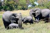 New Mexico woman killed after getting trampled by elephant in Zambia