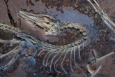 Dinosaur fossil with feathers reveals how first birds took flight