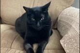 Cats may hold key to treating human cancer, scientists say