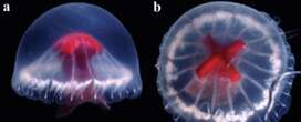 Strange new medusa jellyfish species discovered off Japan