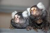 Marmosets use names to communicate with each other, study says