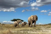 UK hunters shoot dozens of endangered animals including elephants