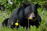 Please stop feeding the bears at Great Smoky Mountains National Park
