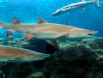 Mysterious event wiped out 70% of world’s sharks 19 million years ago