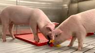 Meet the world’s cleanest pigs – raised to grow organs for humans