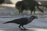 Crows can plan ahead and understand other minds