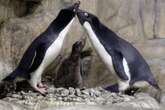 Antarctic penguins may belong to small list of self-aware animals