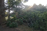 Warning not to sit under trees after series of incidents
