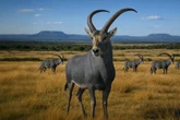 Scientists attempt to bring African antelope back from extinction