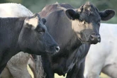 Bluetongue has been detected in England. Here’s what you should know