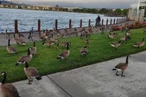 This Bay Area city has a geese poop problem that costs nearly $400K