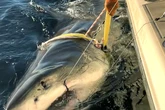 Largest great white shark tagged in Atlantic, spotted off Nantucket