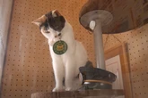 Beloved Japanese cat retires after four years as ‘stationmaster’