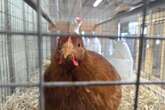 Bird flu vaccines could turn ‘flocks into mutation factories’: RFK Jr.