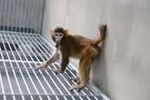 Scientists in China report cloned rhesus monkey has survived for two years