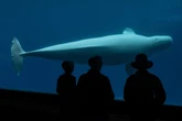 Canada blocks zoo’s deal to send its beluga whales to China