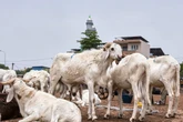 Mali’s Eid in crisis as Al-Qaida blockade fuels sheep shortage
