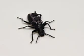 Remote-controlled ‘cyborg beetles’ could help find people under rubble