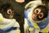 Oakland Zoo helps rescue adorable endangered spider monkey