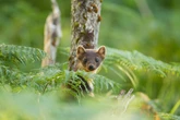 Pine marten kits spotted in national park for first time in 100 years