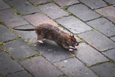 Mapped: Worst rat infestation areas as over half a million reported