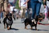 Hundreds of dachshunds descend upon park for record attempt
