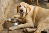 ‘Ozempic for dogs’ may be the next big thing in pet health