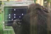 Chimpanzees use computer better when they have an audience