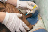 Vet who treated animals with herbal remedies fails to overturn ban