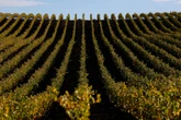 Adults are spending $5,000 to make their own wine at Camp Grape