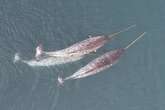 Scientists perplexed by narwhals using tusks in strange new way